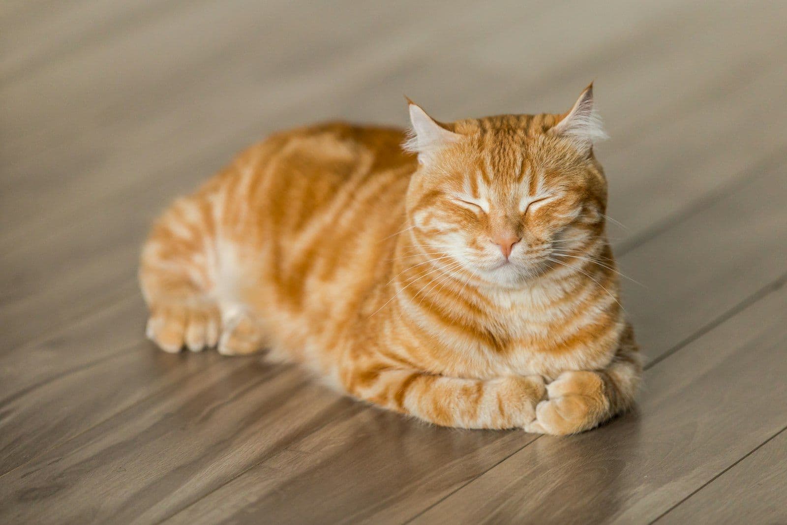 cat-caramel