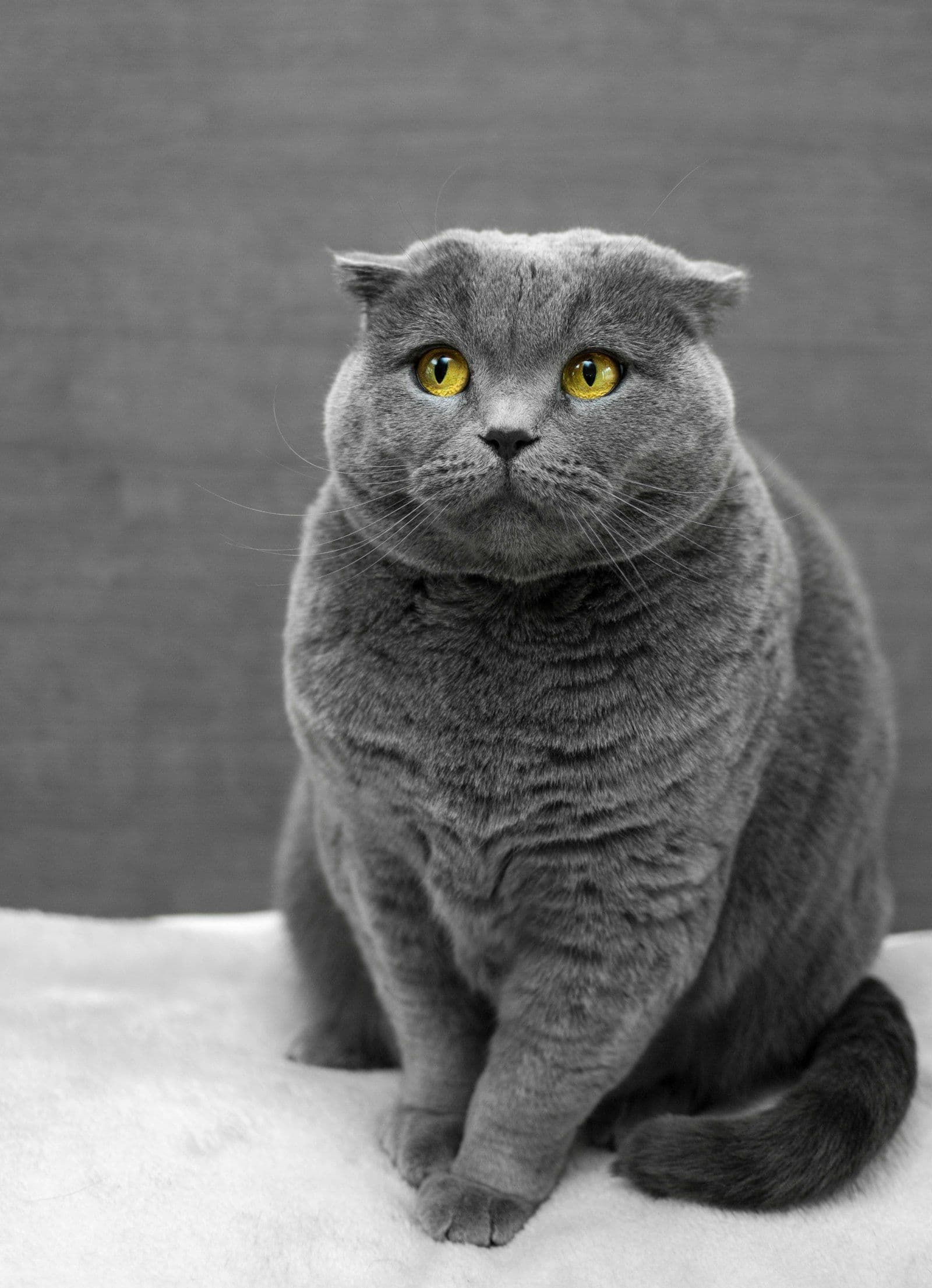 cat-moka