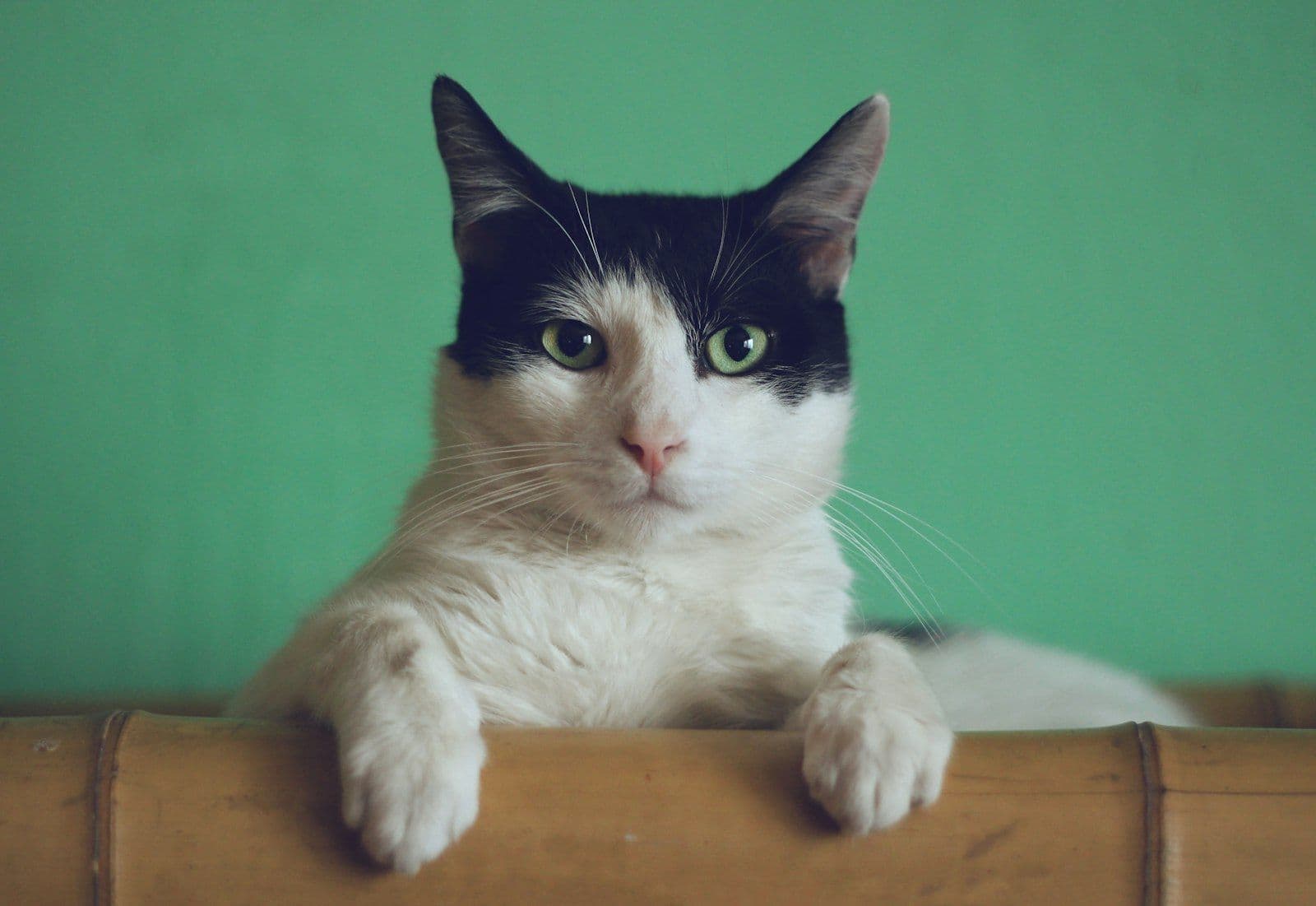 cat-nala