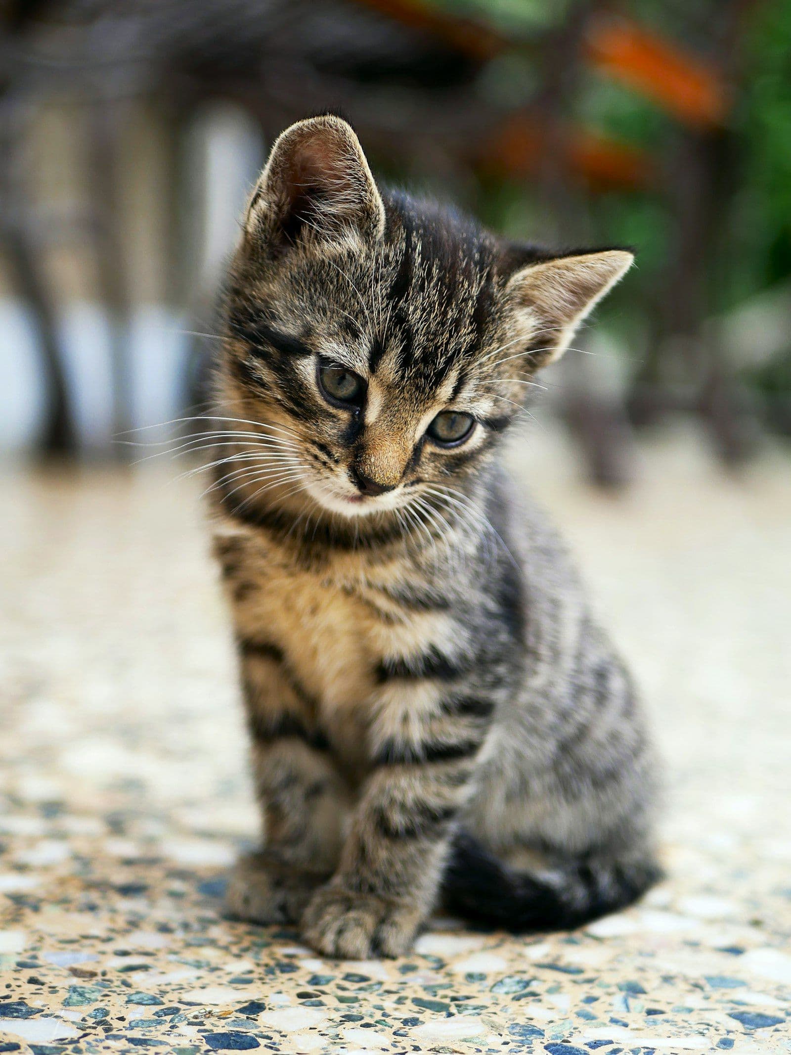 cat-pistache
