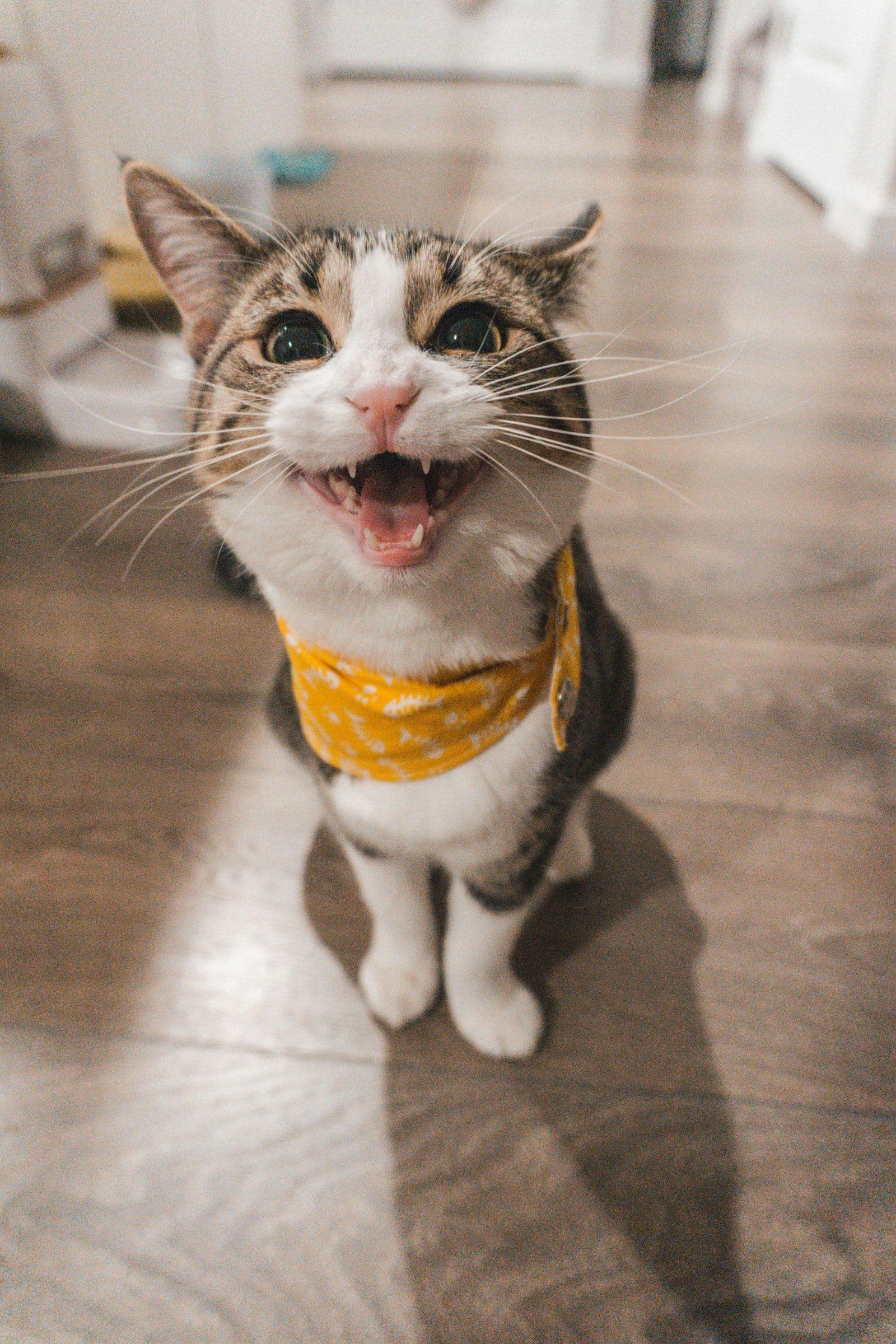 cat-zitouna